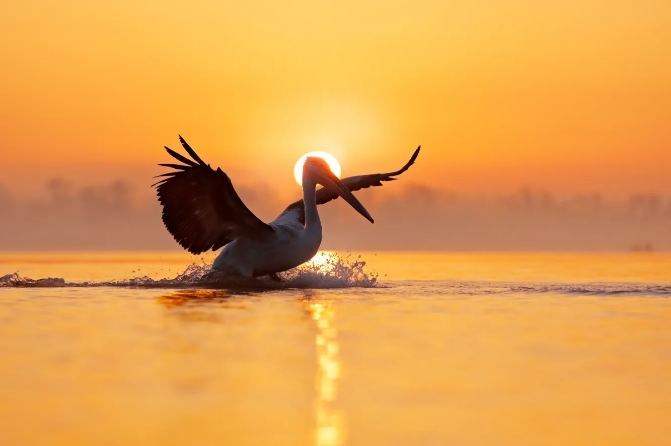 Shutterstock 1238159734